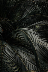 leaves of a palm