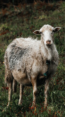 Naklejka na ściany i meble sheep in a field