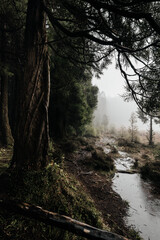 morning in the woods