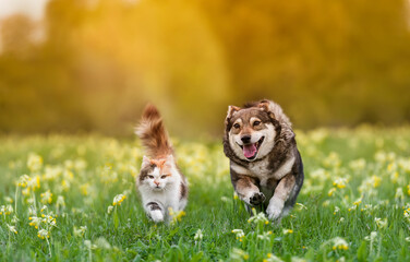 friends fluffy cat and cheerful dog running through a sunny meadow on the grass on a summer day
