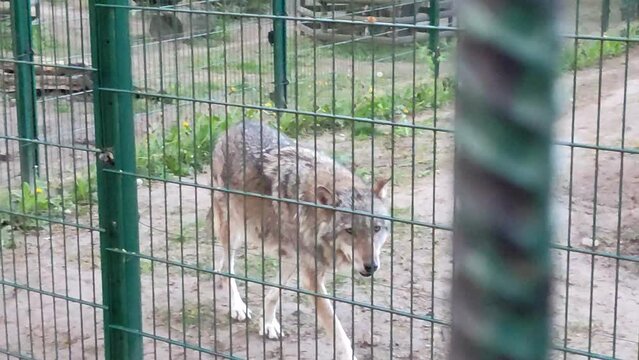 Gray wolf itches and walks around a cage