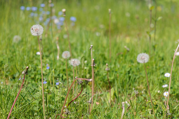 Garden not mowed in May. Insect friendly organic meadow with long grass, dandelion and wildflowers. No Mow May, Conscious Gardening concept. Selective focus, copy space.
