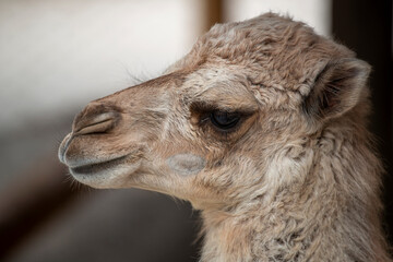 Portrait d'un jeune chameau