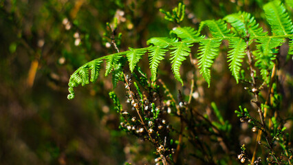 Macro de fougères et de bruyères sauvages, dans la forêt des Landes de Gascogne, au printemps