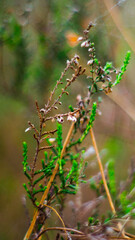 Naklejka premium Macro de fougères et de bruyères sauvages, dans la forêt des Landes de Gascogne, au printemps
