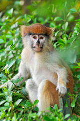 Obraz premium Patas perché dans un arbre