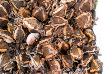 Bullfrog, imprisoned for sale