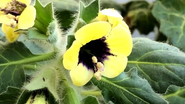  Yellow Henbane, medicine plant with flower 