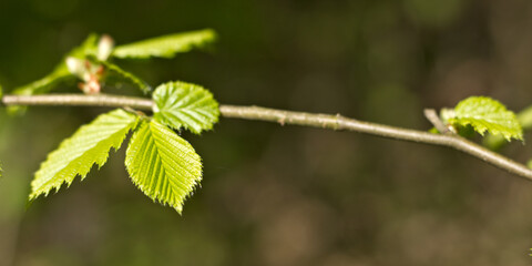 Hornbeam leaf in the sun. Hornbeam tree branch with fresh green leaves. Beautiful green natural background. Spring leaves.