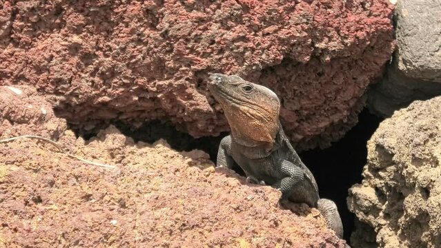 Giant lizard Gallotia stehlini endemic reptile on volcanic rocks of Gran Canaria in Canary. Known for basking in sun and has unique morphology and behavior that reflects its adaptation to this habitat