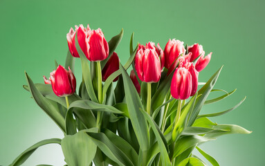 Tulip flowers bunch. Blooming red with white tulips flower on green background. Big bouquet of tulips. Easter spring Holidays gift, birthday. Beautiful flowers. Valentine's Day gift