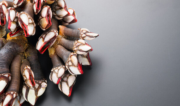 Barnacles, goose neck barnacle, percebes, gallician barnacles. Pollicipes pollicipes. Expensive delicatessen, gourmet sea food on black background, border design, top view. 