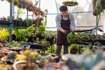 Asian gardener is working inside the greenhouse full of succulent plants collection while...
