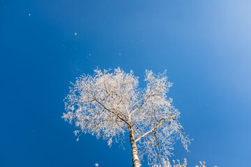 Birch branches covered with snow and hoarfrost against a blue sky on a frosty winter day - 602587612