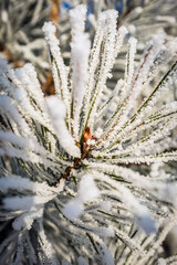 Pine branch covered with snow and hoarfrost on a frosty sunny day - 602587641
