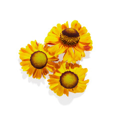 Summer marguerite flowers isolated on white background