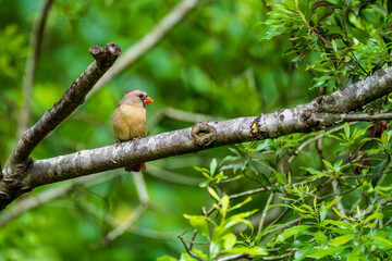 Female Cardinal on a branch