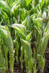 Obraz premium Close-up of the first leaves of a hosta in early spring.