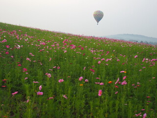 A field of bright pink flowers with hot air balloons.  Hot air balloon floating above a field of colorful cosmos flowers over a foggy morning at Singha Park, Chiang Rai, Thailand. 
