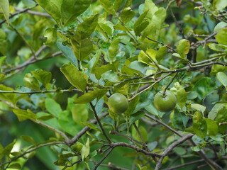 Organic lime tree and dark green lime fruit in garden. Lemon  very sour taste have vitamin C. ...