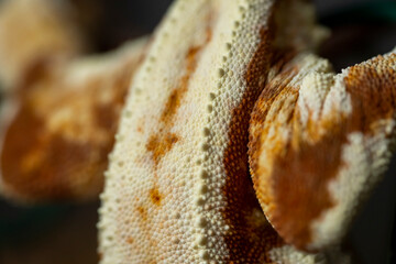 Correlophus ciliatus (crested gecko) is a species of gecko native to southern New Caledonia.