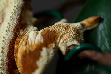 Correlophus ciliatus (crested gecko) is a species of gecko native to southern New Caledonia.