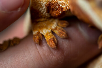 Correlophus ciliatus (crested gecko) is a species of gecko native to southern New Caledonia.