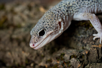 Leopard gecko (Latin: Eublepharis macularius). sitting on a brunch. Macro photo.