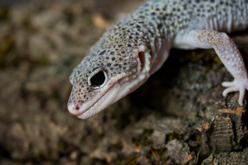 Leopard gecko (Latin: Eublepharis macularius). sitting on a brunch. Macro photo.