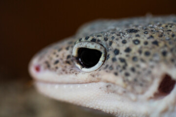 Leopard gecko (Latin: Eublepharis macularius). sitting on a brunch. Macro photo.