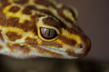 Leopard gecko (Latin: Eublepharis macularius). sitting on a brunch. Macro photo.