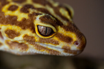 Leopard gecko (Latin: Eublepharis macularius). sitting on a brunch. Macro photo.