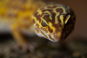 Obraz na płótnie Canvas Leopard gecko (Latin: Eublepharis macularius). sitting on a brunch. Macro photo.