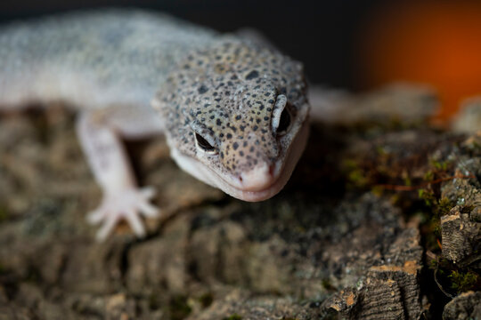 Leopard gecko (Latin: Eublepharis macularius). sitting on a brunch. Macro photo.