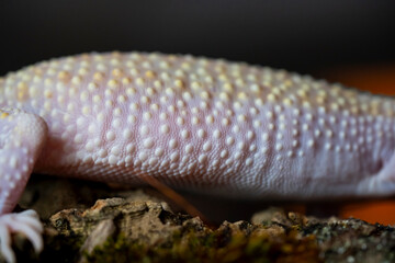 A Blazing Blizzard is a combination of the Blizzard morph and any of the 3 Albino strains. A...