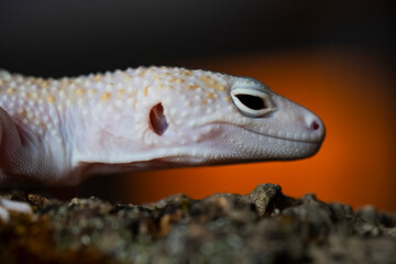 A Blazing Blizzard is a combination of the Blizzard morph and any of the 3 Albino strains. A Blazing Blizzard is a Blizzard which will have more of a yellow coloring.