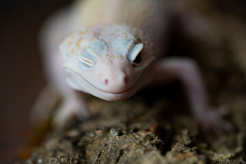 A Blazing Blizzard is a combination of the Blizzard morph and any of the 3 Albino strains. A...