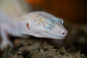 A Blazing Blizzard is a combination of the Blizzard morph and any of the 3 Albino strains. A Blazing Blizzard is a Blizzard which will have more of a yellow coloring.