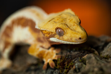 Correlophus ciliatus (crested gecko) is a species of gecko native to southern New Caledonia.