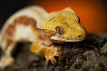 Correlophus ciliatus (crested gecko) is a species of gecko native to southern New Caledonia.