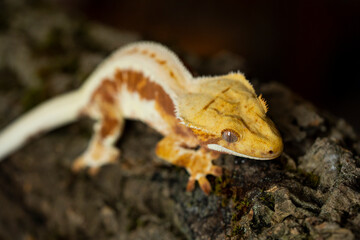 Correlophus ciliatus (crested gecko) is a species of gecko native to southern New Caledonia.