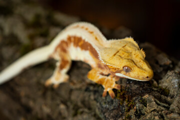 Correlophus ciliatus (crested gecko) is a species of gecko native to southern New Caledonia.