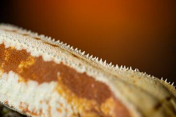 Correlophus ciliatus (crested gecko) is a species of gecko native to southern New Caledonia.