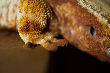 Correlophus ciliatus (crested gecko) is a species of gecko native to southern New Caledonia.