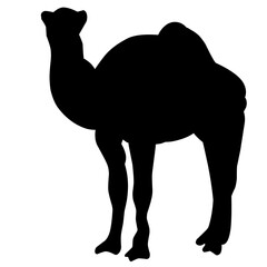 Vector camel silhouette