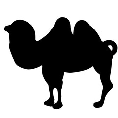 Vector camel silhouette