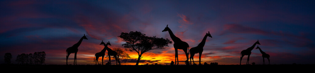Panorama silhouette Giraffe family and tree in africa with sunset.Tree silhouetted against a...