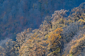 Mountain forest autumn landscape on sunny day. Dilijan National Park, Armenia.