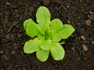 Seedlings Lactuca sativa lettuce leaves vegetable butterhead bio green capitata young planting green detail greenhouse foil field crop farm farming garden salad growing organic curly close-up Europe