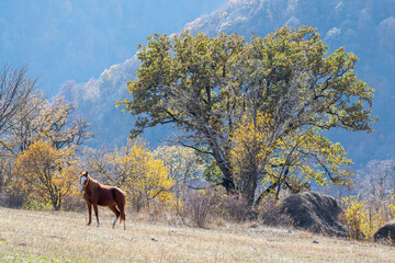 A horse grazing on the mountain slope on sunny autumn day. Surroundings of Haghartsin village, Armenia.